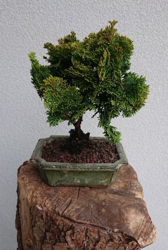 Zdjęcie oferty: Drzewko Bonsai Cyprys Japoński Hinoki Pre Bonsai 