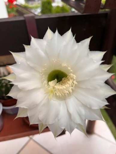 Zdjęcie oferty: Echinopsis o białych kwiatach