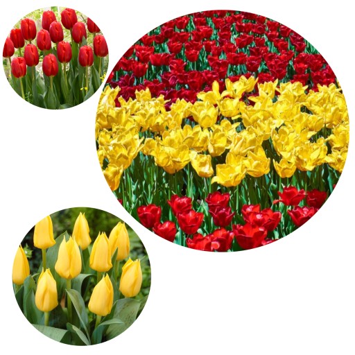 Zdjęcie oferty: Cebulki tulipanów tulipana XXL 25 szt zestaw mix