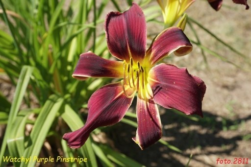 Zdjęcie oferty: Hemerocallis / Liliowiec: Watchyl Purple Pinstripe