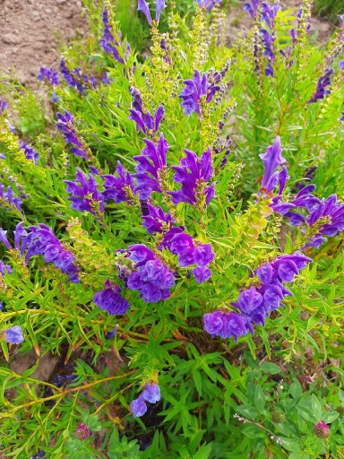Zdjęcie oferty: Kwiat tarczycy bajkalskiej na herbatę  50 gram 