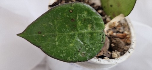 Zdjęcie oferty: Hoya Parasitica Black Margin rosnąca 