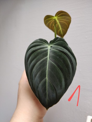 Zdjęcie oferty: Philodendron melanochrysum filodendron