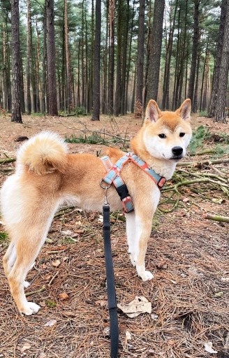 Zdjęcie oferty: Shiba odchowana 