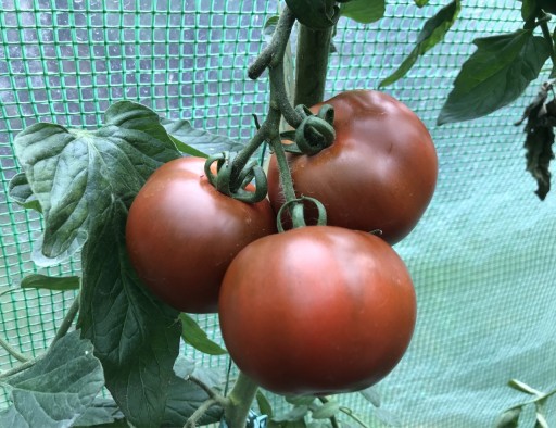 Zdjęcie oferty: Pomidor czekoladowy okrągły, w typie Kumato