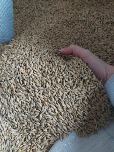 Zdjęcie oferty: Jęczmień 20kg czyszczony zbiór 2025r 