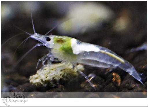 Zdjęcie oferty: Krewetki neocaridina white pearl, snowball