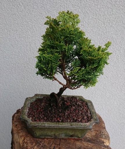 Zdjęcie oferty: Drzewko Bonsai Cyprys Japoński Hinoki Pre Bonsai 