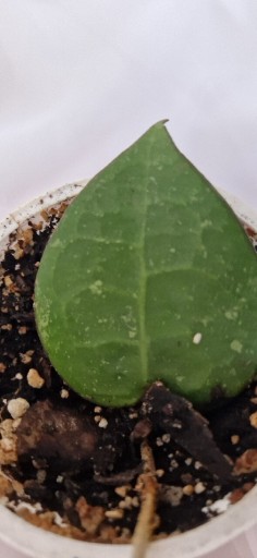 Zdjęcie oferty: Hoya Parasitica Black Margin rosnąca 