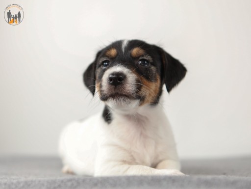 Zdjęcie oferty: Jack Russell Terrier ZKwP FCI suczka  -rezerwacja