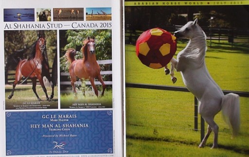 Zdjęcie oferty: ARABIAN HORSE WORLD nr 7/2015, koń, konie arabskie