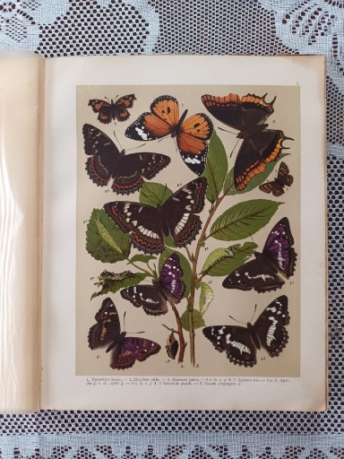 Zdjęcie oferty: Chromolitografia motyle 53 sztuk XIX wiek