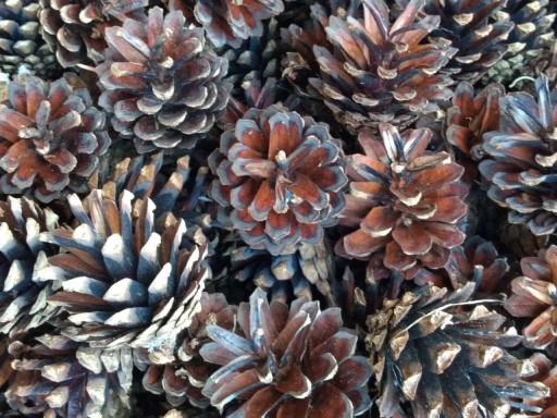 Zdjęcie oferty: Szyszki sosnowe suche 500 sztuk Susz florystyczny