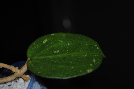 Zdjęcie oferty: Hoya sp. Da Lat long leaves  Hoja 