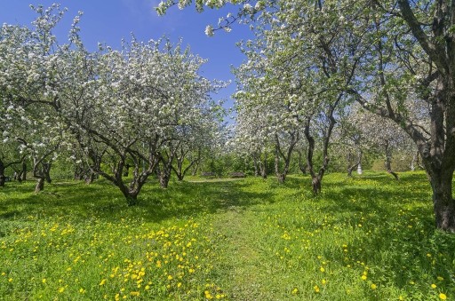 Zdjęcie oferty: Jabłoń stare odmiany Antonówka, Kosztela, Ananas