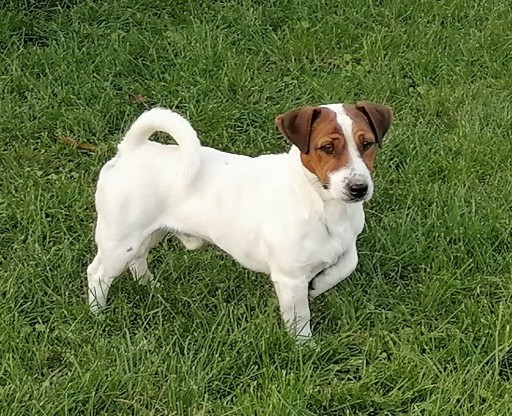 Zdjęcie oferty: JACK RUSSELL TERRIER REPRODUKTOR ZKwP / FCI 