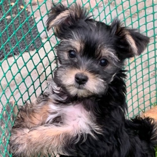 Zdjęcie oferty: York pies Yorkshire terrier szczeniaki z rodowodem