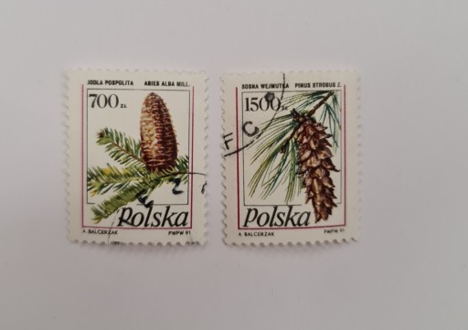 Zdjęcie oferty: 3164 3165 Polska Owoce drzew iglastych (1)