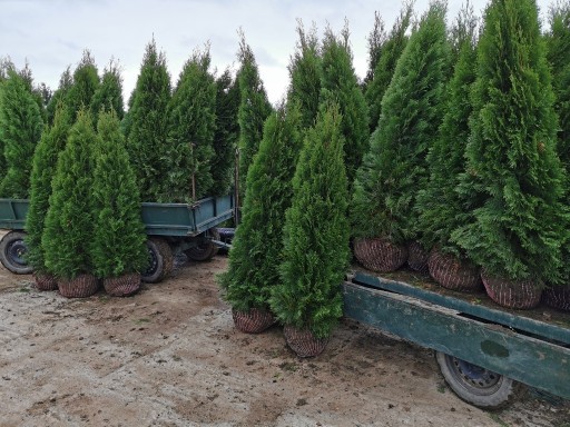 Zdjęcie oferty: Tuja szmaragd 180-200cm tuje szmaragdowe thuja 