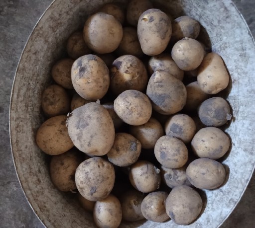 Zdjęcie oferty: Ziemniaki młode eko odmiana Gala 