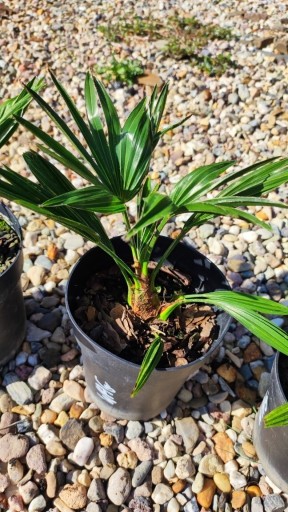 Zdjęcie oferty: Trachycarpus Wagnerianus palma mrozoodporna 3 szt.