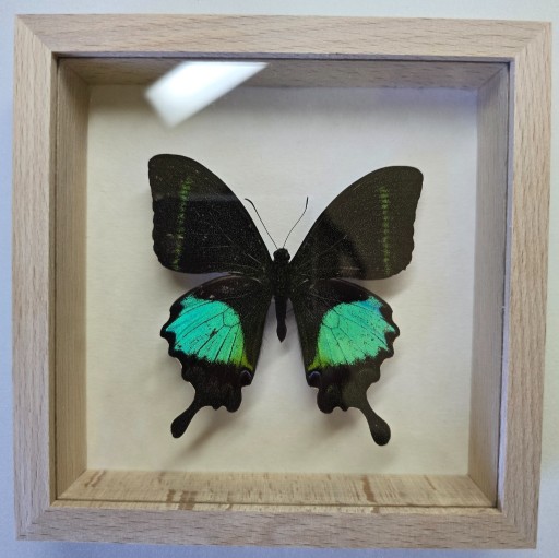 Zdjęcie oferty: Motyl w gablotce Papilio Paris Tenggerensis