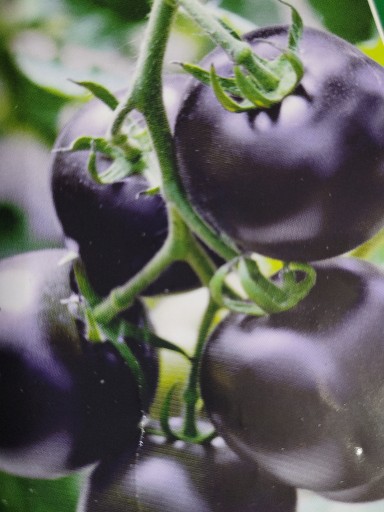 Zdjęcie oferty: Sadzonki pomidora Black Ball
