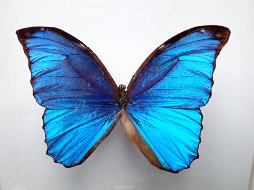 Zdjęcie oferty: Motyl Niebieski Morpho Didius