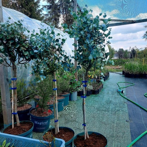 Zdjęcie oferty: Eukaliptus niebieski  kuflik cytrynowy 