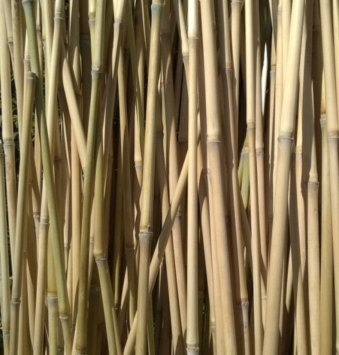 Zdjęcie oferty: Tyczki paliki do roślin podpory bambusowe