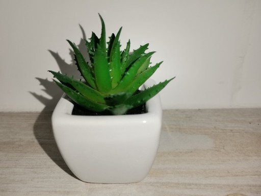 Zdjęcie oferty: Aloes stuczny w ceramicznej donicy 10 cm, Nowy