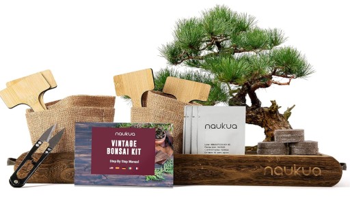 Zdjęcie oferty: Zestaw Startowy Bonsai - 4 Drzewka Bonsai