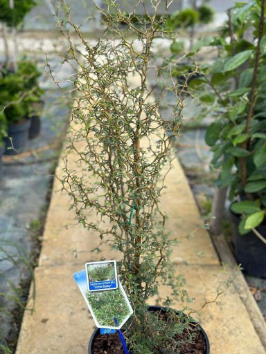 Zdjęcie oferty: Sophora prostrata 'Little Baby' Perełkowiec