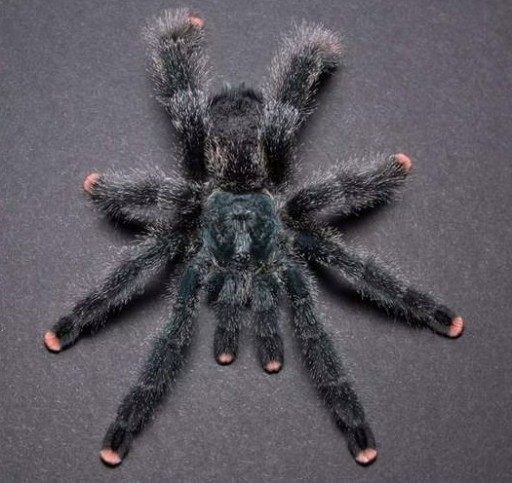 Zdjęcie oferty: Avicularia metallica cayenne l3 (GrabSpiders)