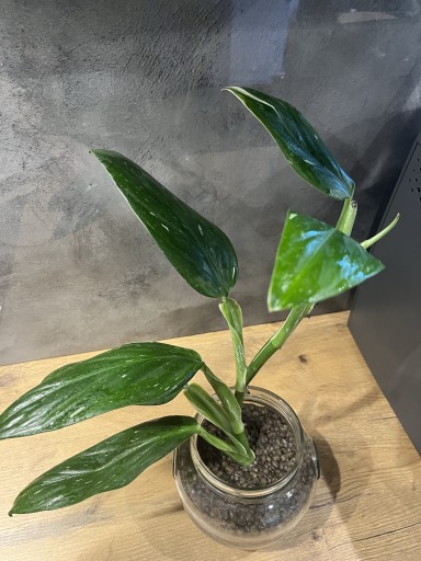 Zdjęcie oferty: Philodendron Monstera Cobra Variegata 50 cm!!