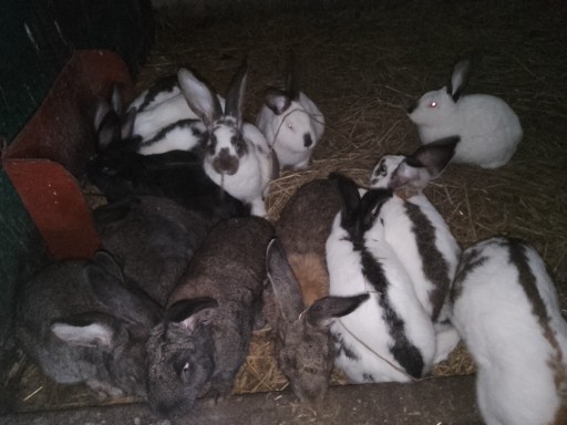 Zdjęcie oferty: Sprzedam króliki do dalszej hodowli jak i na tuszk