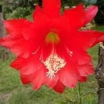 Zdjęcie oferty: Kaktus kwitnący "Czerwona orchidea"-szczepki 5 szt