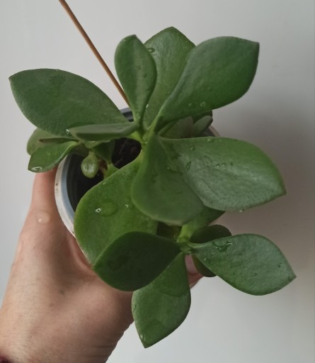 Zdjęcie oferty: Crassula grubosz