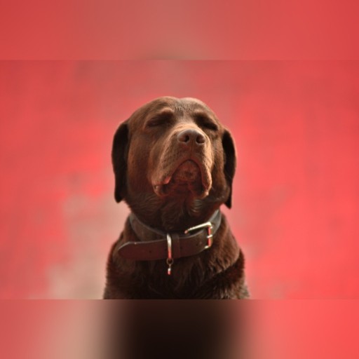 Zdjęcie oferty: Labrador retriever - czekoladowy - KRYCIE 