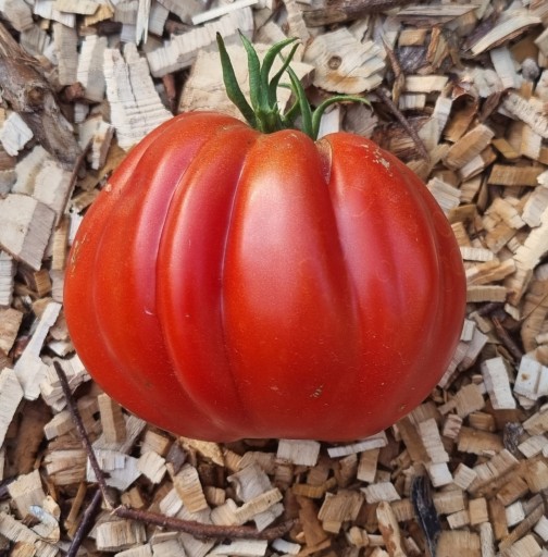 Zdjęcie oferty: pomidor Red Pear nasiona kolekcjonerskie