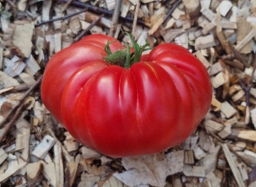 Zdjęcie oferty: pomidor Tsarskiy Podarok nasiona kolekcjonerskie