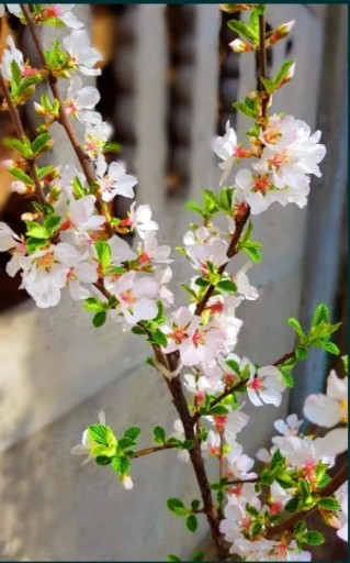 Zdjęcie oferty: Wiśnia kosmata Prunus tomentosa 60 cm