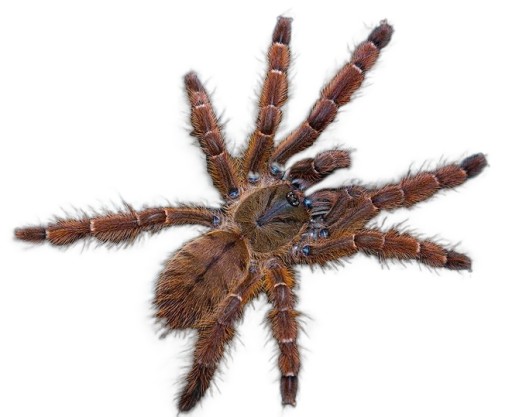 Zdjęcie oferty: Phormingochilus sp. rufus L5 Ptasznik pająk