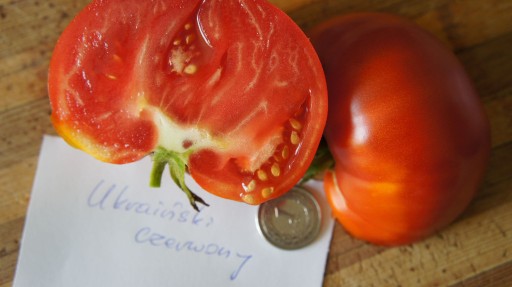 Zdjęcie oferty: Pomidor Ukraiński czerwony- sadzonka