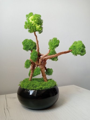 Zdjęcie oferty: Drzewko bonsai z mchu 