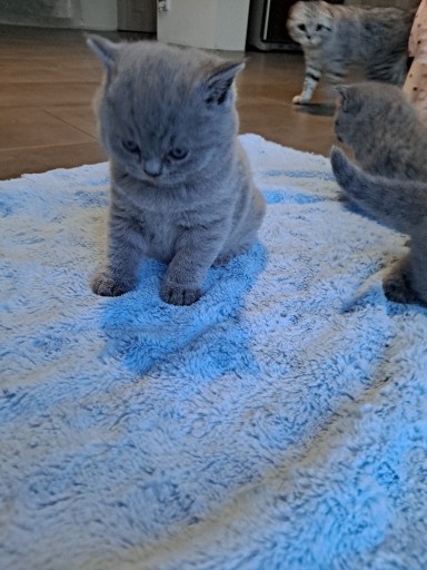 Zdjęcie oferty: Kocięta brytyjskie krótkowłose niebieskie kotki i 