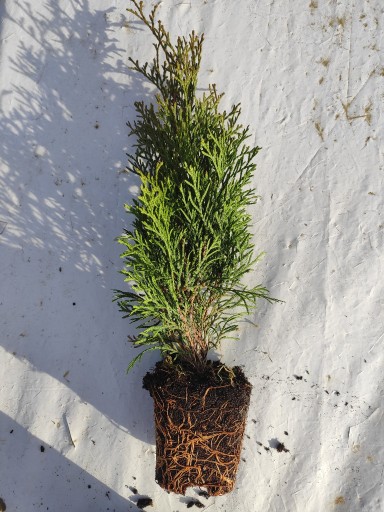 Zdjęcie oferty: Thuja Szmaragd P9 2zł