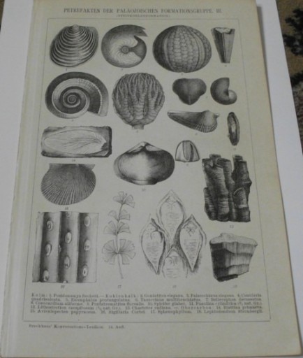 Zdjęcie oferty: Skamieliny  oryginalna XIX w. grafika do aranżacji wnętrza