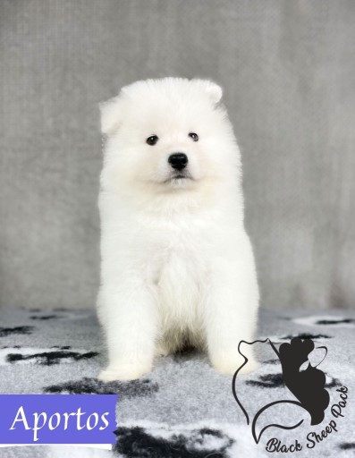 Zdjęcie oferty: Samoyed szczeniak ZKwP FCI szczenię 