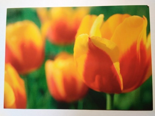 Zdjęcie oferty: Kwiaty rośliny seria Reader's Digest tulipany